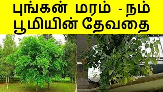 புங்கன் மரம் - நம் பூமியின் தேவதை | Pungan Tree