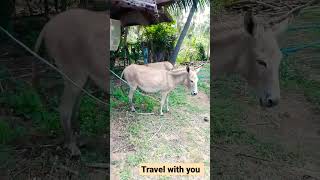 #Donkey මෙයත් 🩷අම්ම කෙනෙක් වෙන්න ඉන්නේ ,🫏🩷 #travel with You #kalpitiya , කල්පිටියේ ජිවත්වන අහිංසකයා