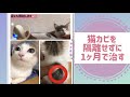 猫カビ隔離なしで最短完治 〜森猫おはぎの遊雅な日常〜