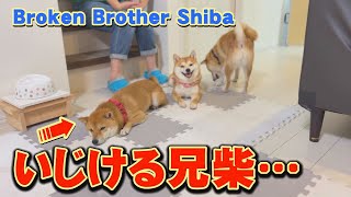 Ani-Shiba, who uses his entire body to express his dissatisfaction with his owner, is cute❤