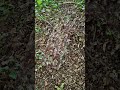 novritsch kruezotter ghillie suit first test