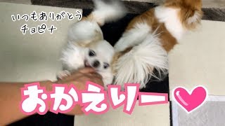 飼い主帰宅で大興奮の先住犬と子犬チワワ