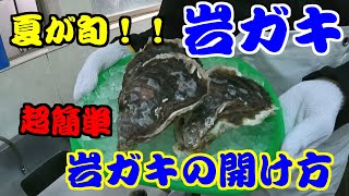 鳥取の岩ガキは夏が旬！開け方を撮影してみました