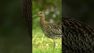 Rare glimpse of the haunting call of the Eurasian Curlew in its natural habitat