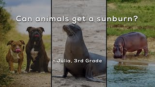 Can animals get a sunburn?