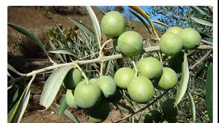 Олива европейская ( olea europaea )