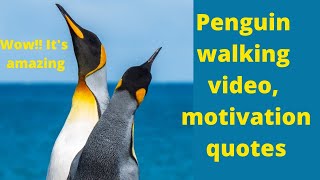 penguin walking video- Ocean , penguin motivation quotes