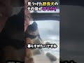 野良犬のその後がほっこりに shorts 海外