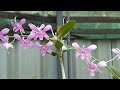 dendrobium orchid new varieties. ഇത്രയും ചെറിയ വിലയ്ക്ക് dendrobium new variety seedlings. youtube