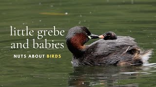 Little Grebe  and Babies