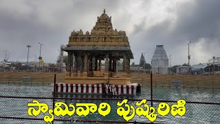 స్వామివారి పుష్కరిణి తిరుమల || SwamyVari Pushkarini Tirumala || Village Buzz