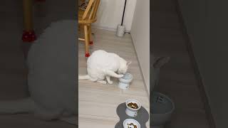 물 찍먹하는 고양이 왜 이럴까요🥲 #cat #cute #catlover