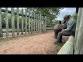 Baby rhino Bula makes the sweetest noises and wants to climb on his carer's lap