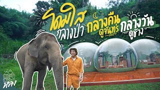 โดมใสกลางป่า กลางคืนเห็นจันทร์ กลางวันเห็นช้าง เชียงราย | อาสาพาไปหลง