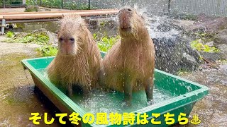 打たせ湯がスタートです　大宮公園のカピバラたち