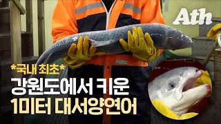 Farm-raised Atlantic Salmon in South Korea ㅣ#Anithing