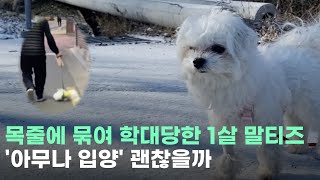 [현장+]목줄에 묶여 공중에 빙빙, '연신내 학대견' 트라우마 겪어도...입양신청 쏟아져