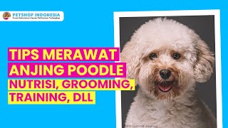 Tips Merawat Anjing Poodle (Nutrisi, Grooming, dll) | Petshop Indonesia