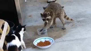 Thief Racoon - Thief Animals