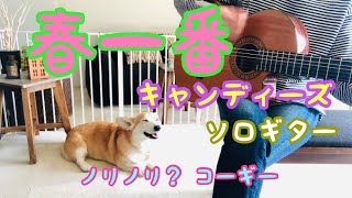 春一番 / キャンディーズ　ソロギター。ノリノリ？コーギー。