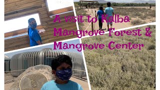 A visit to Kalba Mangrove Forest \u0026 Mangrove Center