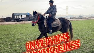 调教一匹很久不骑的骑乘马，一会儿功夫就大有长进【丽阳牲畜市场】