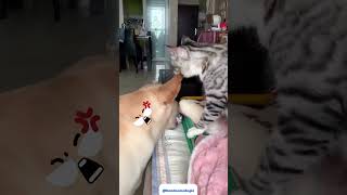 Funny Cats and Dogs Moments #trending #angrycats #cat #catvideos #catlover #memes #lmao #jokes #dog