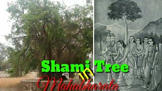 Historical Tree in Dakshin Dinajpur, Shami Tree in Mahabharata, Hatiduba, D/D