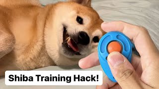 How to Train a Shiba - Using a Clicker