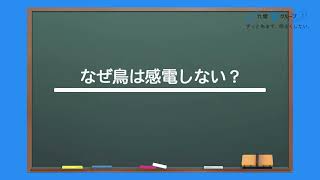 【九電グループの学びサポート動画】なぜ鳥は感電しない？｜九州電力