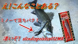 ミノーで落ちパク？！シーバス荒食いシーズン突入！