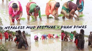 धान दिवसमा यस्तो भयो ! क्या रमाईलो चितवनमा बबाल mud festival in Nepal 2019