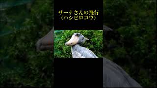 サーナさんの飛行　#Shorts #Shoebill ＃ハシビロコウ ＃サーナ