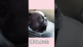 ボストンテリアきいろさん【ボステリ】