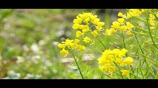 福岡県古賀市筵内 菜の花