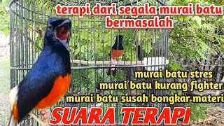 Suara murai batu gacor pancingan suara yang bikin emosi lawan seketika