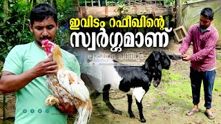 നാടന്‍ കോഴികളെ വളര്‍ത്തി വരുമാനം നേടുന്ന വയനാട്ടുകാരന്‍. | MIXED FARMING | WAYANAD |