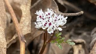 LREC Species Spotlight - Spring Ephemerals