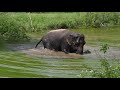 The Elephant Sanctuary | Debbie Plays with Tree Branch in the Pond