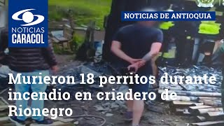 Murieron 18 perritos durante incendio en criadero de Rionegro