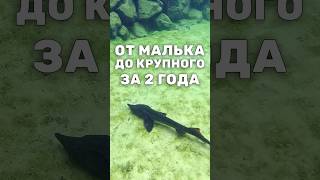 Что нужно Сибирскому осетру? Пруд с осетрами, необходимый минимум для разведения #shorts