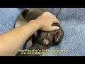 the otter complains but gets his belly rubbed. otter life day 551