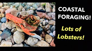 COASTAL FORAGING , Lots Of LOBSTERS ! Cooking Lobster and Seaweed on the Beach !