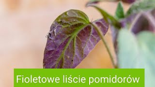 Fioletowe liście pomidorów