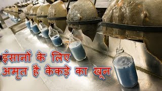 इंसानों के लिए अमृत है केकड़े का खून - Insaanon ke liye Amrit hai Kakede ka Khoon