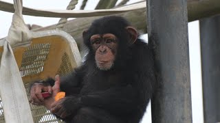 アルファオスになったリョウマとイルカに乗った母マツコ。かみね動物園物語　チンパンジー　202410