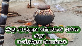 Mattu Pongal | Samathuva Pongal | Pongalo Pongal | மாட்டு பொங்கல் | பொங்கல் | தமிழர் திருநாள்