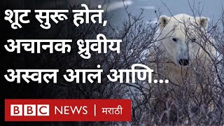 Climate change मुळे Polar Bear Population वर कसा परिणाम झाला आहे? | BBC News Marathi