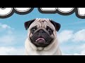 discover why pugs are the cutest and most unusual dogs