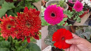 Beautiful Flowering Plant - Gerbera Winter Care Tips || Gerbera Daisy Winter Care